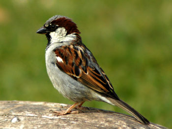 [male-house-sparrow-5.jpg]