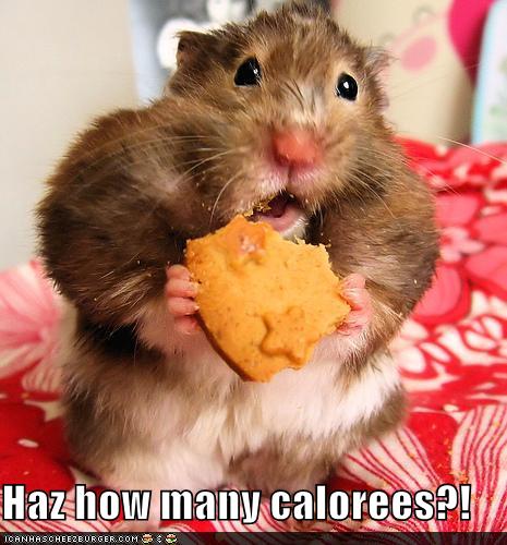 [funny-pictures-hamster-worries-about-calories-in-his-cheese-cracker.jpg]