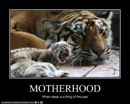 [funny-pictures-mom-tiger-does-not-sleep.jpg]