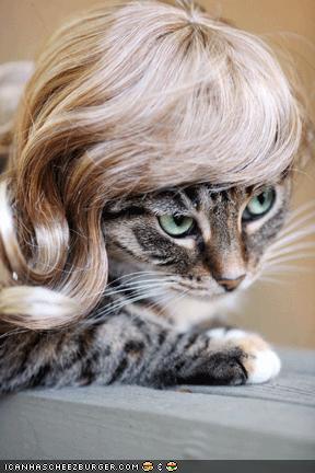 [blondcat.jpg]