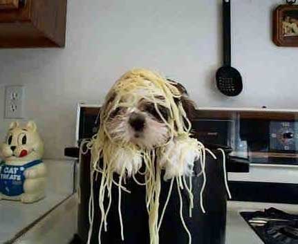 [noodledog.jpg]