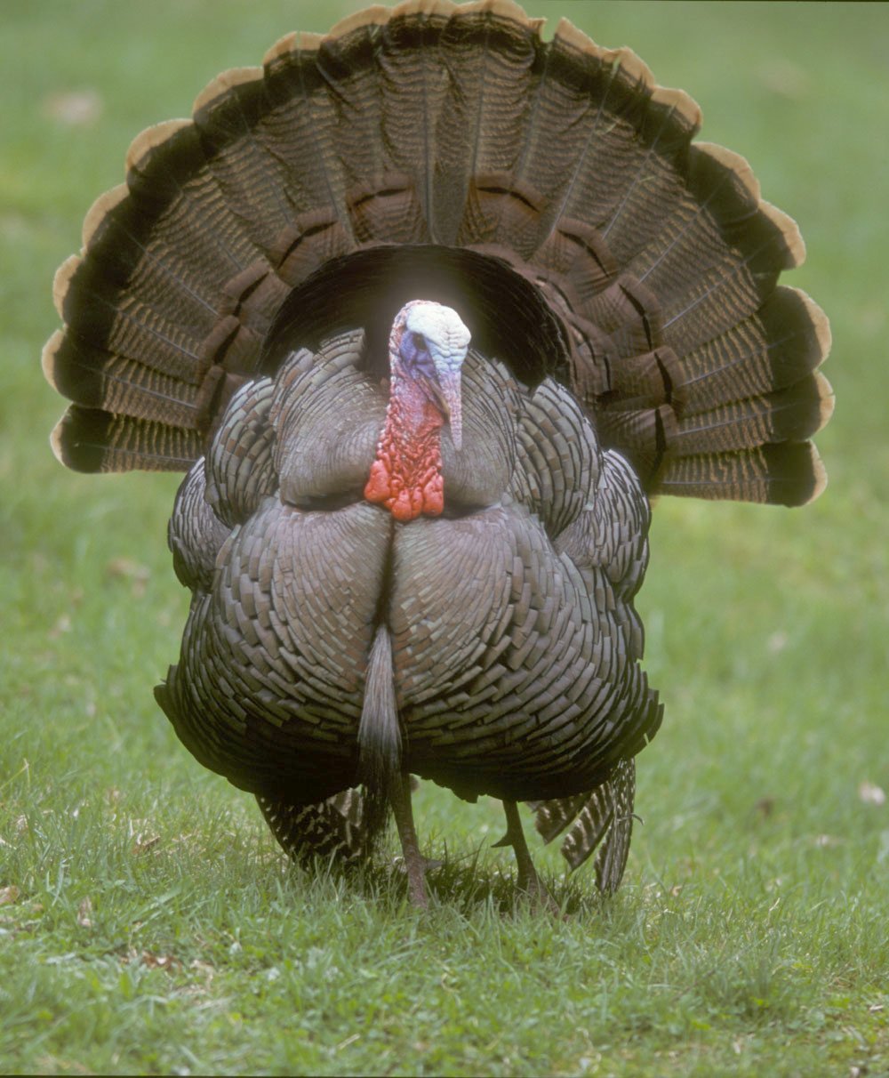 [wild_turkey3.jpg]