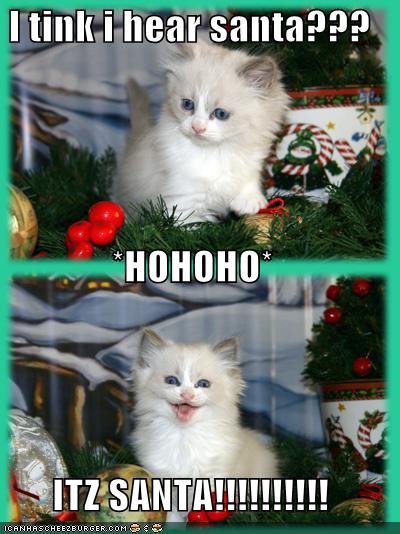 [funny-pictures-its-santa-cat.jpg]