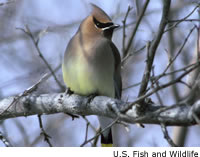 [cedarwaxwing5sm.jpg]