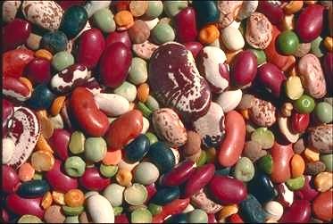 [beanpic.jpg]