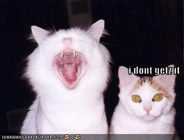 [funny-pictures-cats-dont-get-it.jpg]