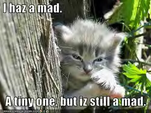 [funny-pictures-kitten-is-mad.jpg]