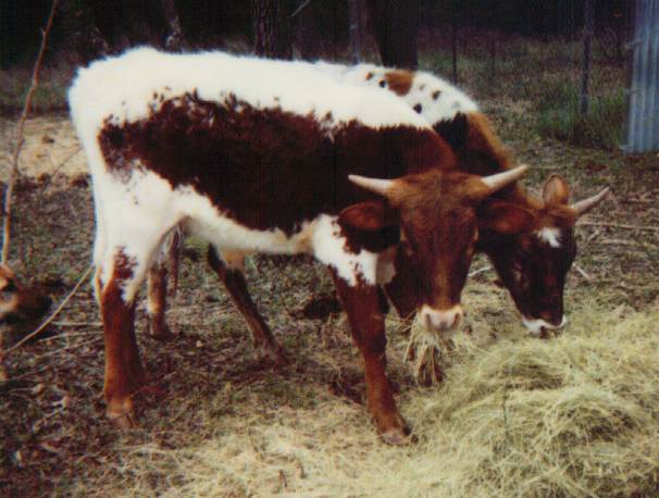 March 98, eating hay