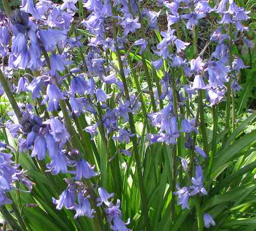 [bluebells.jpg]