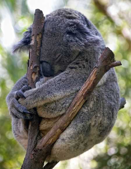 [funnykoala.jpg]