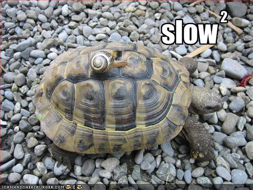 [funny-pictures-a-snail-rides-a-turtle-and-together-they-are-extra-slow.jpg]